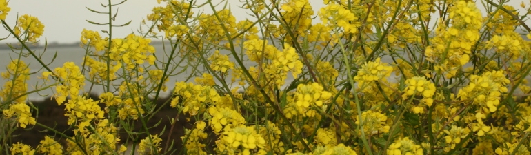 Farine de moutarde claire moulue - Jaune - Poudre de moutarde