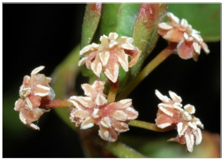 Fleurs mâles de Amborella trichopoda