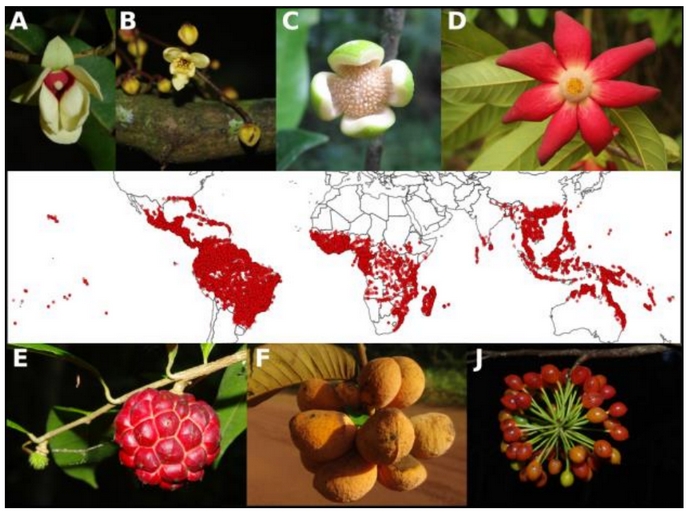 carte de répartition des annonaceae dans le monde, avec des illustrations d'espèces de plusieurs régions