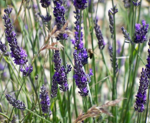 La lavande: aimant à abeilles, plante médicinale et ingrédient surprenant  en cuisine