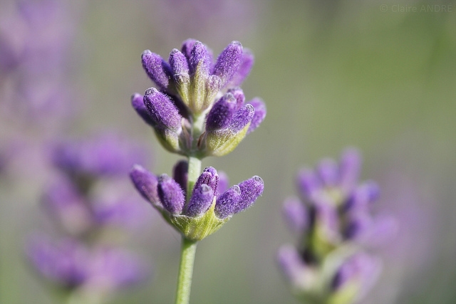 La lavande: aimant à abeilles, plante médicinale et ingrédient surprenant  en cuisine