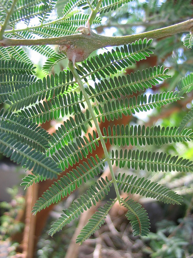 La gomme arabique