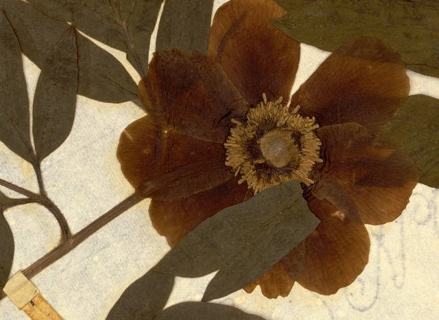 image d'herbier