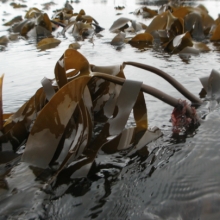 Image Laminaire : une foret d’algues!