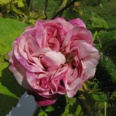 Image Le nom de la Rose