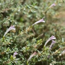 Image À la découverte des Lamiaceae d’Afrique du Nord : les sarriettes