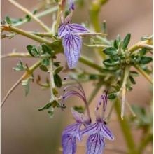 Image À la découverte des Lamiaceae d’Afrique du Nord : les germandrées !