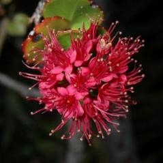 Image Nouvelle-Calédonie : une flore unique au monde !