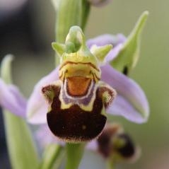 Image Les Ophrys
