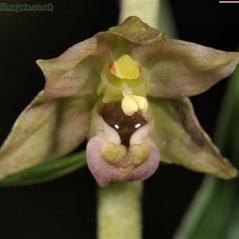 Image Orchidées de France et d’ailleurs, le genre Epipactis