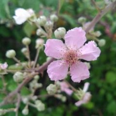 Image Rubus