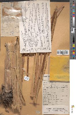 spécimen de Typha australis