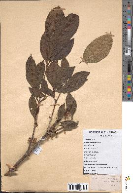 spécimen de Coffea dolichophylla
