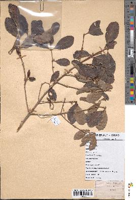 spécimen de Coffea tsirananae