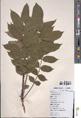 spécimen de Zanthoxylum chalybeum