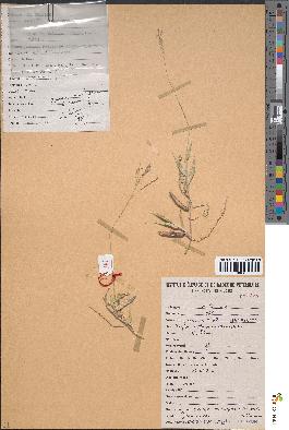 spécimen de Yvesia madagascariensis