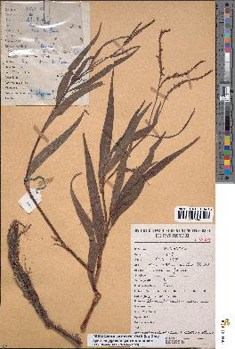 spécimen de Persicaria lapathifolia