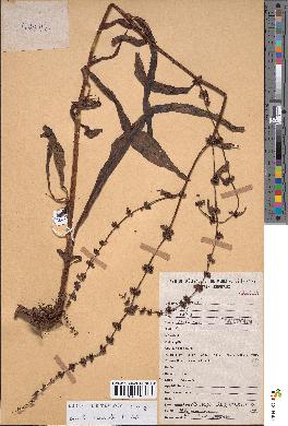 spécimen de Rumex nepalensis