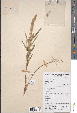 spécimen de Polygala albida