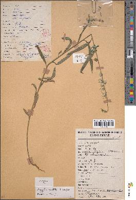 spécimen de Polygala cristata