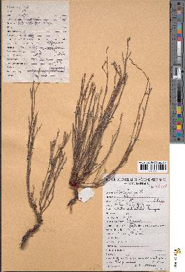 spécimen de Polygonum equisetiforme