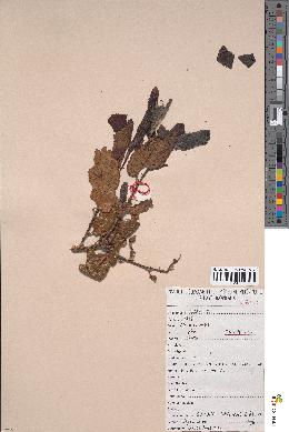 spécimen de Pappea capensis