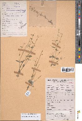 spécimen de Lindernia parviflora