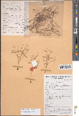spécimen de Lindernia schweinfurthii