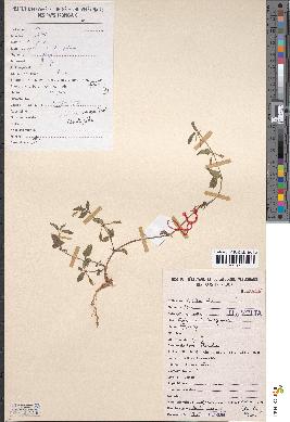 spécimen de Lindernia senegalensis