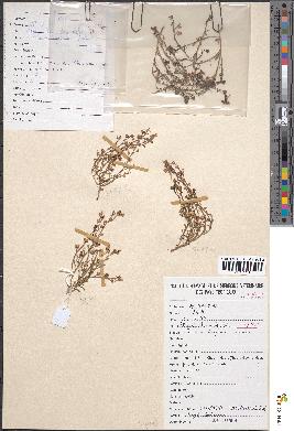 spécimen de Linaria laxiflora
