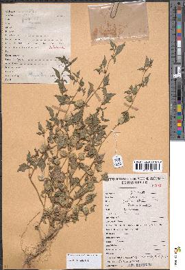 spécimen de Physalis lagascae