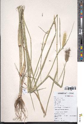 spécimen de Pennisetum ramosum
