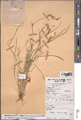 spécimen de Pennisetum pennisetiforme