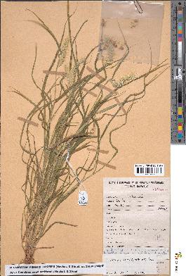 spécimen de Pennisetum pennisetiforme