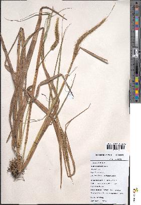 spécimen de Pennisetum polystachion