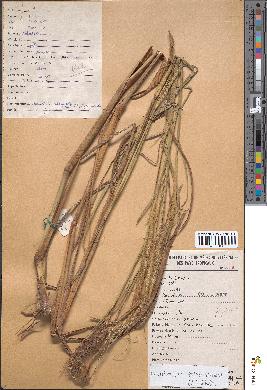 spécimen de Pennisetum polystachion