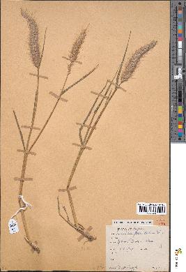 spécimen de Pennisetum pedicellatum