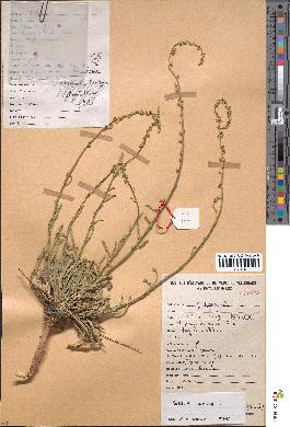 spécimen de Reseda luteola