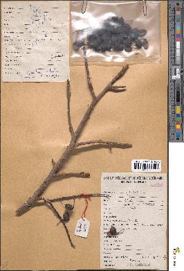 spécimen de Grevillea robusta