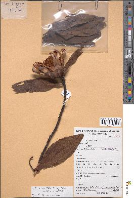 spécimen de Protea madiensis