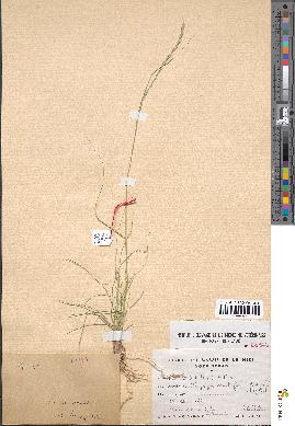 spécimen de Tripogon multiflorus