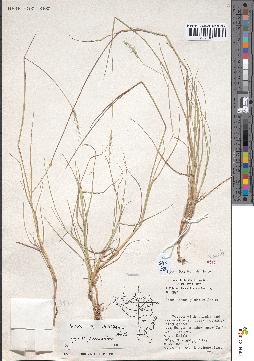 spécimen de Pennisetum thunbergii