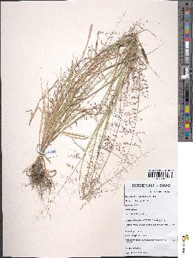 spécimen de Sporobolus paniculatus