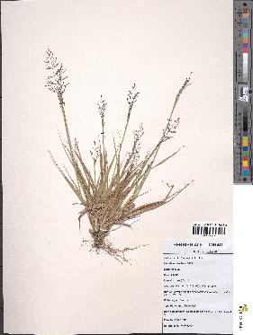 spécimen de Sporobolus paniculatus
