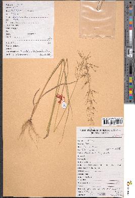 spécimen de Sporobolus paniculatus