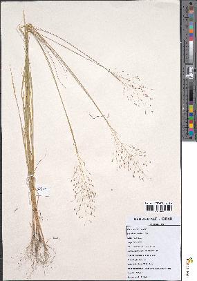 spécimen de Sporobolus panicoides