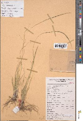 spécimen de Sporobolus indicus