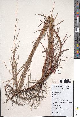 spécimen de Schizachyrium maclaudii