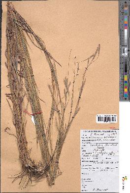 spécimen de Schizachyrium jeffreysii