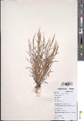 spécimen de Schizachyrium brevifolium